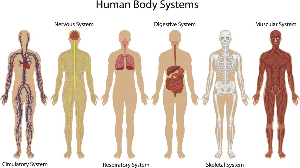 immunity body