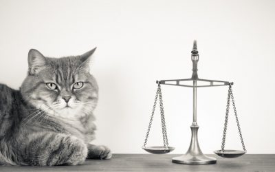 This Supreme Court Majority and its Cozy Relationship with an American President