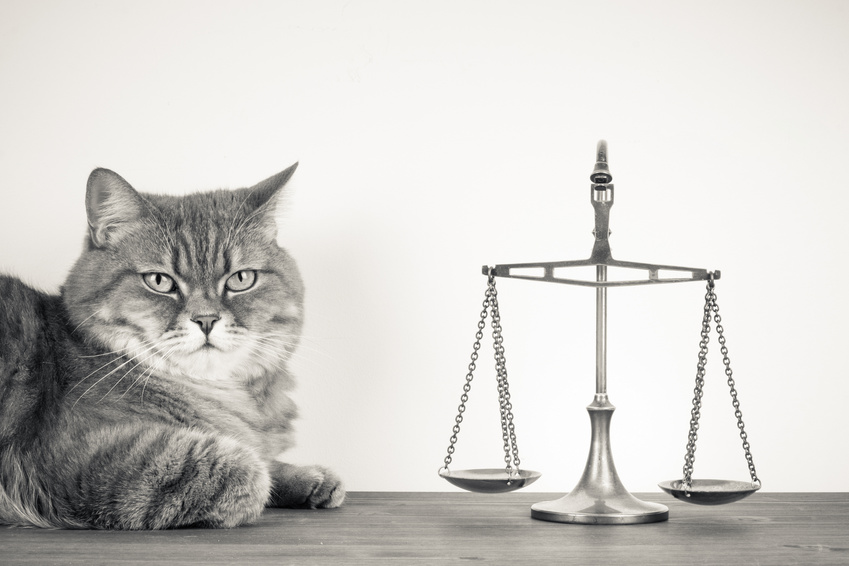 Scales and cat on a table. Vintage sepia photo Legal Cat